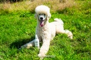 ANIMOLOGY ESSENTIALS OATMEAL SHAMPOO PARA PERROS 250ML