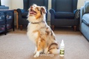 ANIMOLOGY ESSENTIALS OLIVE AND WALNUT SHAMPOO PARA PERROS 250ML