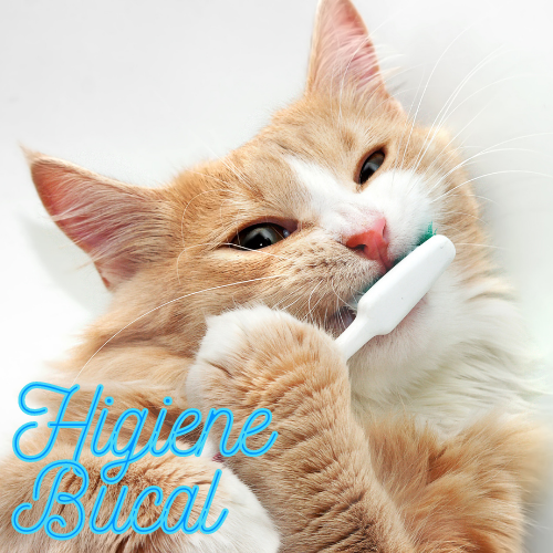 Gatos / Higiene Bucal