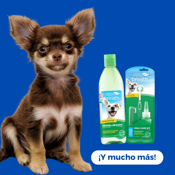 Perros / Higiene Bucal