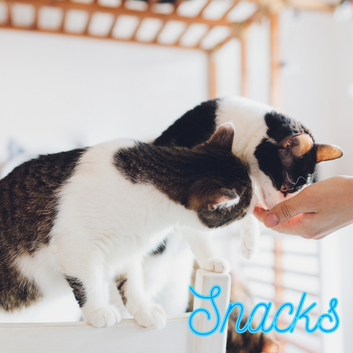 Gatos / Snacks